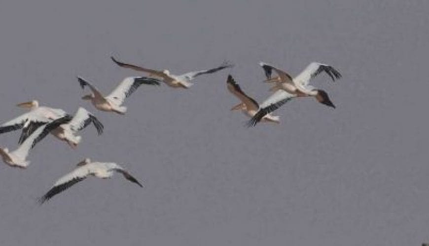 Bird Watching Tour in Aswan<span class="rmp-archive-results-widget rmp-archive-results-widget--not-rated"><i class=" rmp-icon rmp-icon--ratings rmp-icon--star "></i><i class=" rmp-icon rmp-icon--ratings rmp-icon--star "></i><i class=" rmp-icon rmp-icon--ratings rmp-icon--star "></i><i class=" rmp-icon rmp-icon--ratings rmp-icon--star "></i><i class=" rmp-icon rmp-icon--ratings rmp-icon--star "></i> <span>0 (0)</span></span>