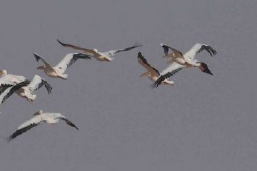 Bird Watching Tour in Aswan