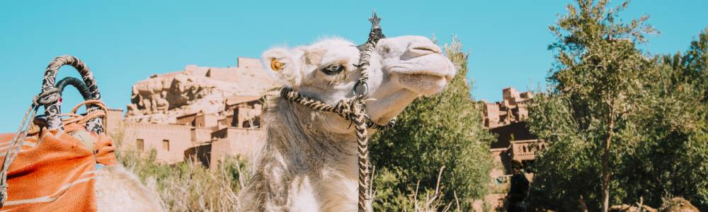 <span> Day 1 </span> Fly to Cairo/Cairo Tours/Fly to Luxor