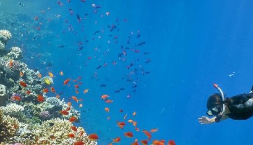 Snorkeling Adventure<span class="rmp-archive-results-widget rmp-archive-results-widget--not-rated"><i class=" rmp-icon rmp-icon--ratings rmp-icon--star "></i><i class=" rmp-icon rmp-icon--ratings rmp-icon--star "></i><i class=" rmp-icon rmp-icon--ratings rmp-icon--star "></i><i class=" rmp-icon rmp-icon--ratings rmp-icon--star "></i><i class=" rmp-icon rmp-icon--ratings rmp-icon--star "></i> <span>0 (0)</span></span>