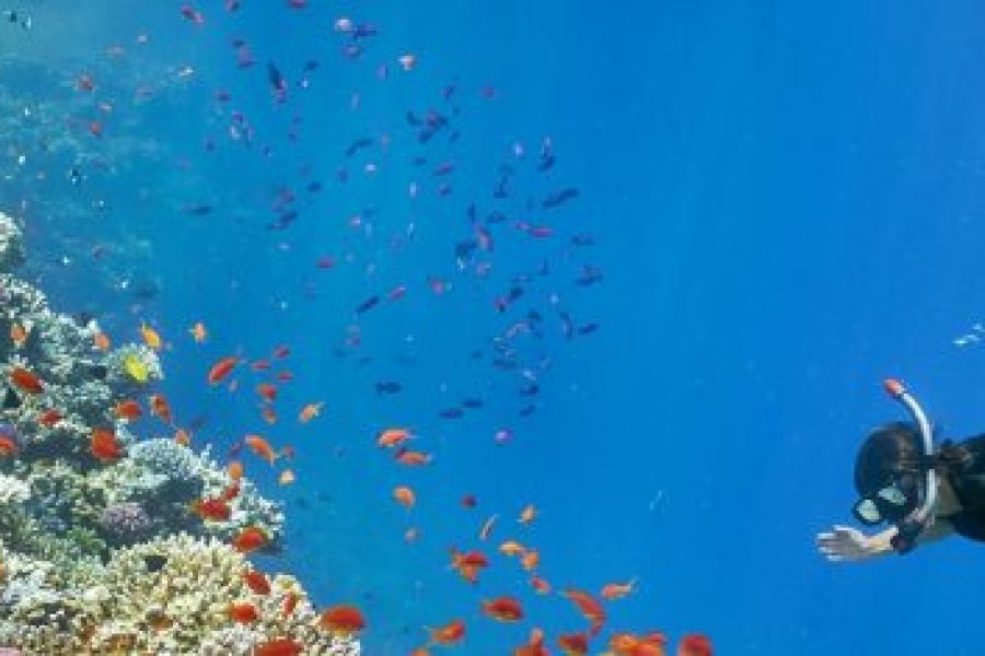 Snorkeling Adventure to Giftun Island