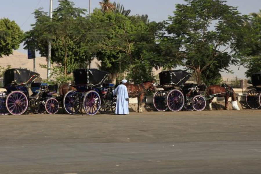 Luxor City Horse Carriage Tour