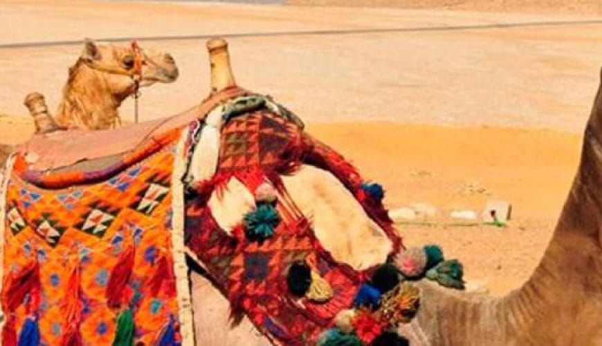 Pyramids Tour from Port Said<span class="rmp-archive-results-widget rmp-archive-results-widget--not-rated"><i class=" rmp-icon rmp-icon--ratings rmp-icon--star "></i><i class=" rmp-icon rmp-icon--ratings rmp-icon--star "></i><i class=" rmp-icon rmp-icon--ratings rmp-icon--star "></i><i class=" rmp-icon rmp-icon--ratings rmp-icon--star "></i><i class=" rmp-icon rmp-icon--ratings rmp-icon--star "></i> <span>0 (0)</span></span>