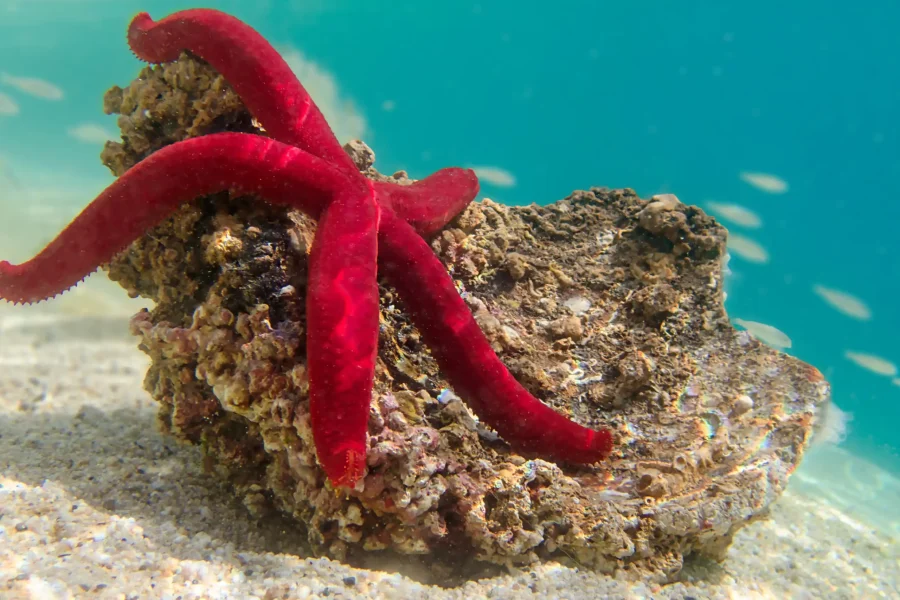 12 Days Hurghada, Cairo & Nile Cruise Holiday Package